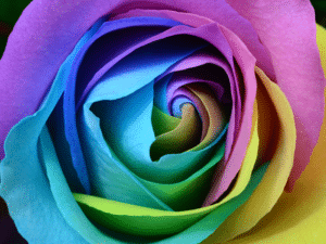 Multicoloured rose