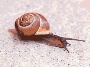 Image of snail crawling on hard ground.